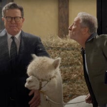 A man spits water over a man in a suit, while an alpaca stands between them.
